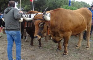 Diversidad agrícola, ganadera y biológica